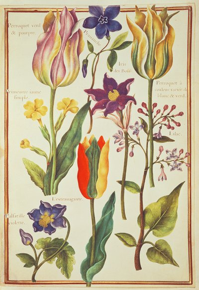 Estudios de flores de Nicolas Robert